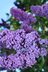 Obraz premium Sweet Lilac on the green background. Sweet Lilac. Lilac flowers. Green branch with spring lilac flowers