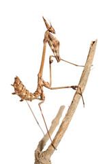 Closeup of the nature of Israel - small mantis on a branch, isolated