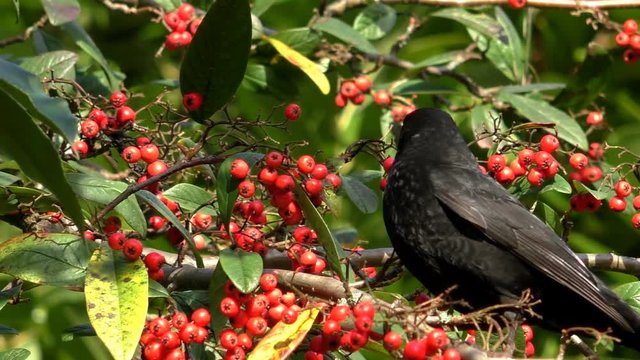 Close up of common blackbird, Turdus merula on swinging cotoneaster tree branch eating red berries 