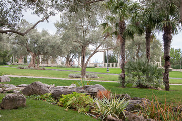 olive trees and palms in an exotic park in high quality