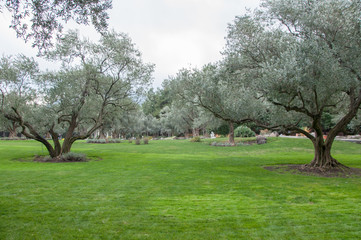 olive trees and lawn in an exotic park in high quality