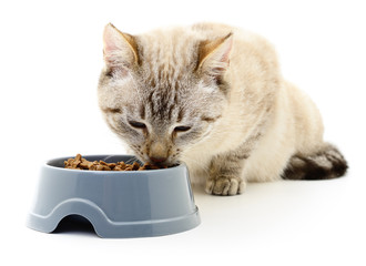 Cat eating dry food.