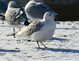 Seagulls in the snow