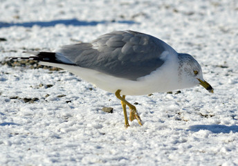 Seagull walking in the snow