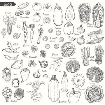 Big Set Of Vegetables In Sketch Style