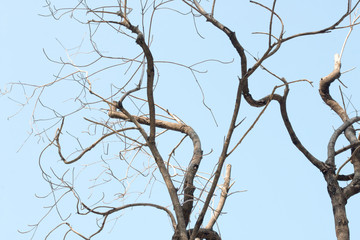 branch of tree,old branch and sky