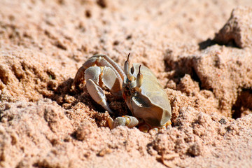 Crab on the beach