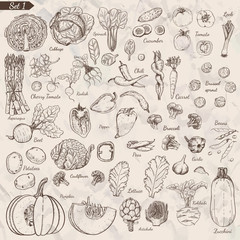 Big set of vegetables in sketch style