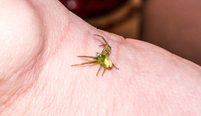 The green Spider.