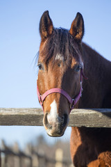 Portrait of a peaceful saddle horse in winter corral