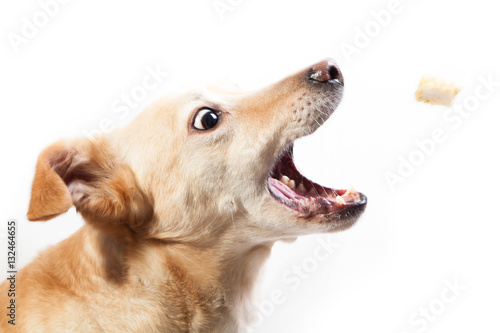 "Hund frisst Leckerli" Stockfotos und lizenzfreie Bilder auf Fotolia
