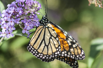 Butterfly collection