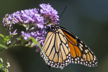 Butterfly collection