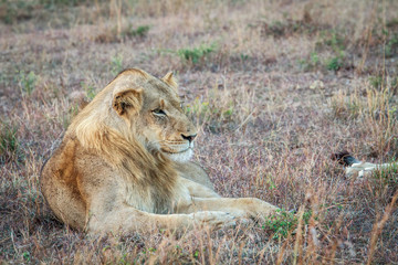 Young male Lion laying in the grass.