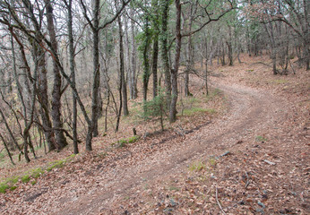 beautiful fairy autumn forest in the mountains in high quality