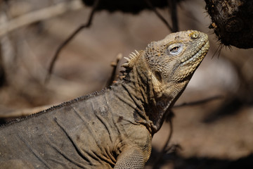 Iguana