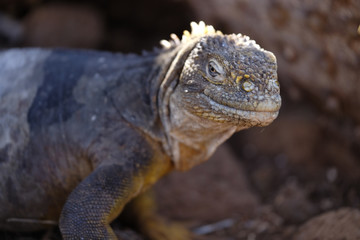 Iguana