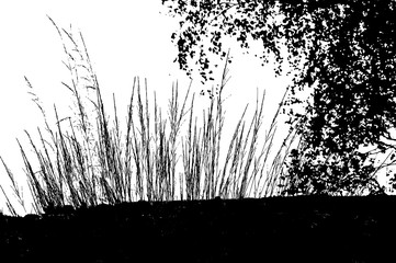 Realistic grass silhouette (Vector illustration).ai10