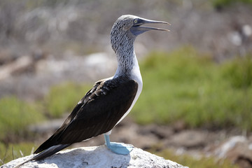 Blue Footed Booby