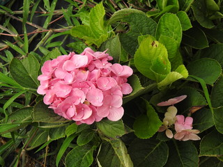 hydrangea #1