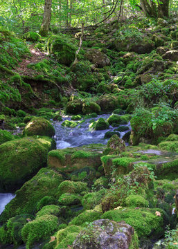 Небольшой ручей и камни покрытые мхом в лесу
