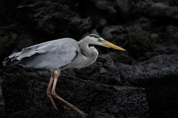 Heron