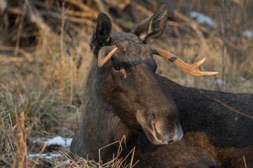 Fototapeta premium Elch