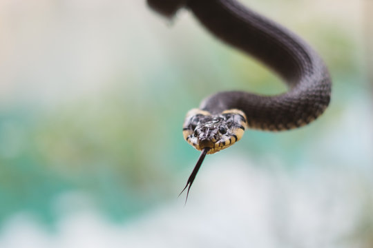 Grass-snake showing tongue with unfocused background