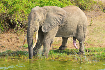 African elephant at the water place - obrazy, fototapety, plakaty