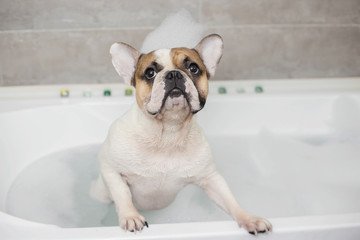 french bulldog takes a bath