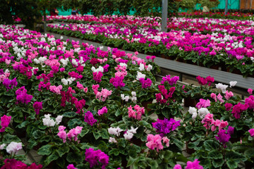 Flower plantation in greenhouse cultivation and sale of indoor flowers with cyclamen