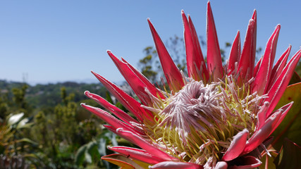 Flower 2 - Capetown botanic garden