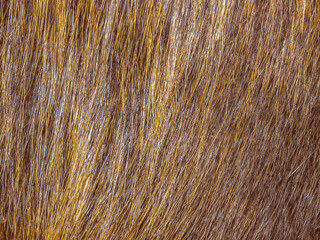 The Fur texture.