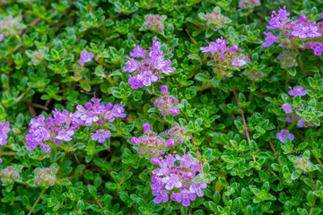 Beautiful background of pretty purple flowers and lush, green le