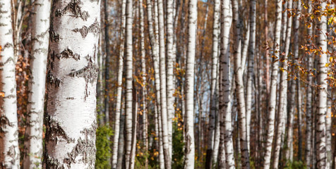 Birch forest background