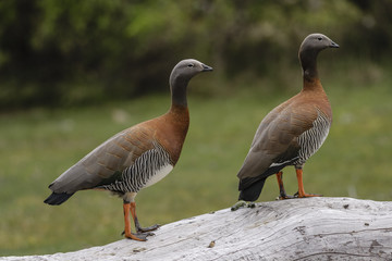 Pareja de cauquenes reales en Patagonia