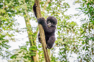 Baby Mountain gorilla playing in a tree.