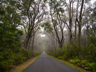 Road through a leafy forest