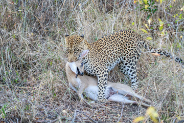 Leopard with a Duiker kill.