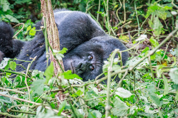Sleeping Mountain gorilla.