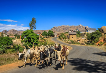 Zebu walking on the road