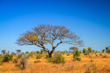 Tree in the grassland