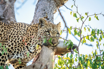 Leopard with a Duiker kill.