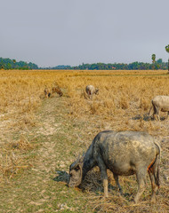 Cows eating dry grass at the field outside Siem Reap, Cambodia.