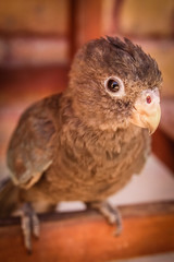 Madagascar parrot
