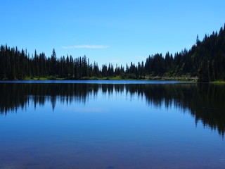 Trees reflected in lake