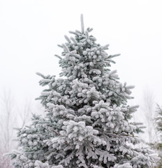Christmas tree in the snow.
