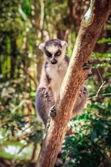 Ring tailed lemur