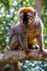 Brown lemur in the jungle