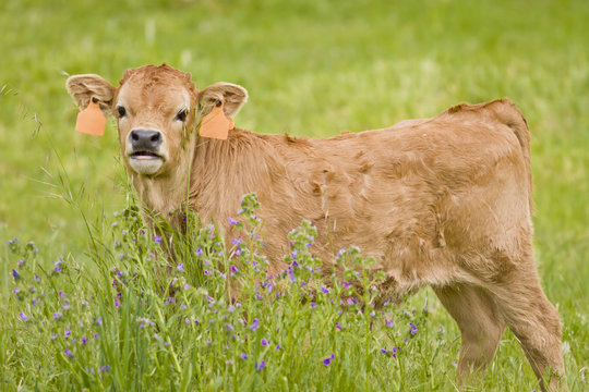 Cattle